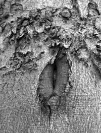 Une photographie qui sera exposée au Vagina Museum