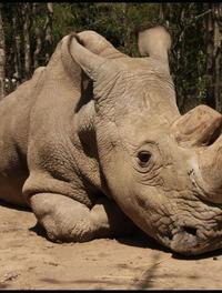 Sudan, dernier mâle de l’espèce rhinocéros blanc du Nord décédé en 2018